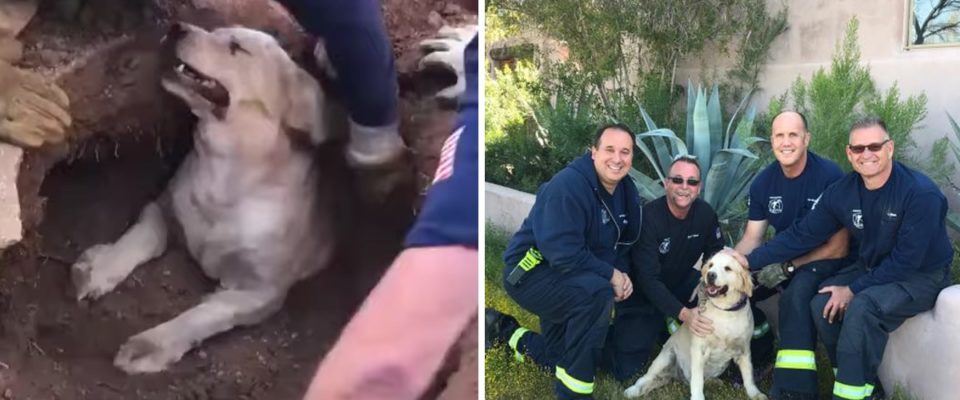 Bombeiros resgataram cachorro preso em buraco, resgate durou 20 minutos