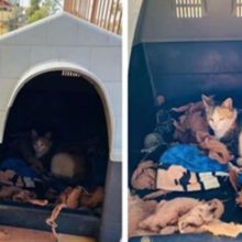 Cachorro abriga gata grávida abandonada em sua casinha para ela dar á luz em lugar seguro