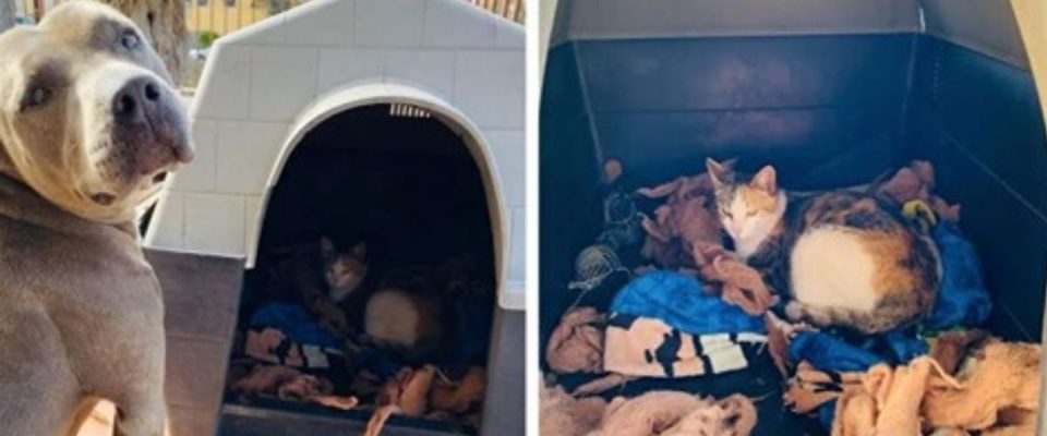 Cachorro abriga gata grávida abandonada em sua casinha para ela dar á luz em lugar seguro