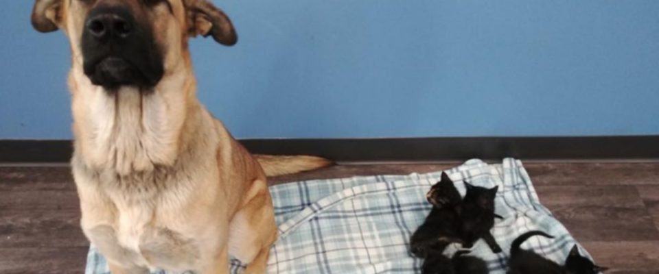 Cachorro de rua foi resgatado e ele cuidava de cinco gatinhos recém-nascidos