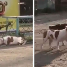 Cachorro de rua solta um Pit bull que estava amarrado para poder brincar com ele