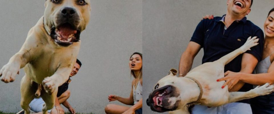 Cachorro invade fotos de um ensaio de casamento e diverte a internet