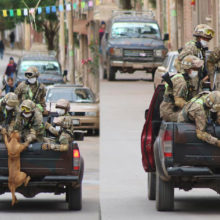Cachorros de rua perseguem carro de militares em quarentena e são adotados