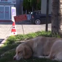 Cão espera na frente do hospital por seu dono que está em terapia intensiva
