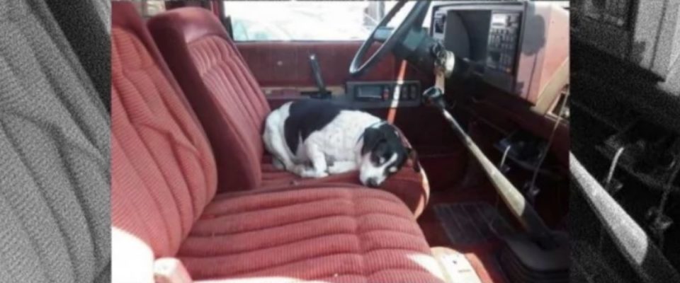 Cão mata saudades do seu dono que faleceu indo todos os dias no seu caminhão