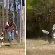 Cão passa parte da sua vida acorrentado, mas finalmente é solto e corre em campo aberto