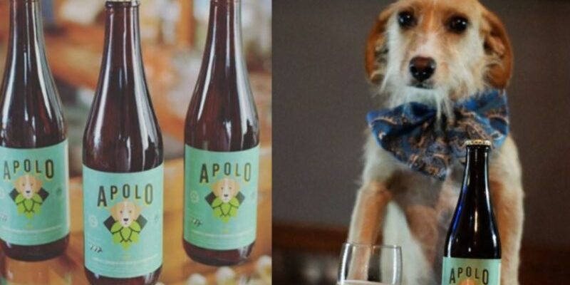 Conheça a cerveja Mexicana “Apolo” que ajuda cachorros de rua