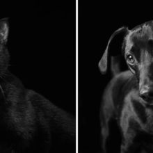 Fotógrafa faz ensaio que apoia cães e gatos pretos. São os menos adotados dos abrigos