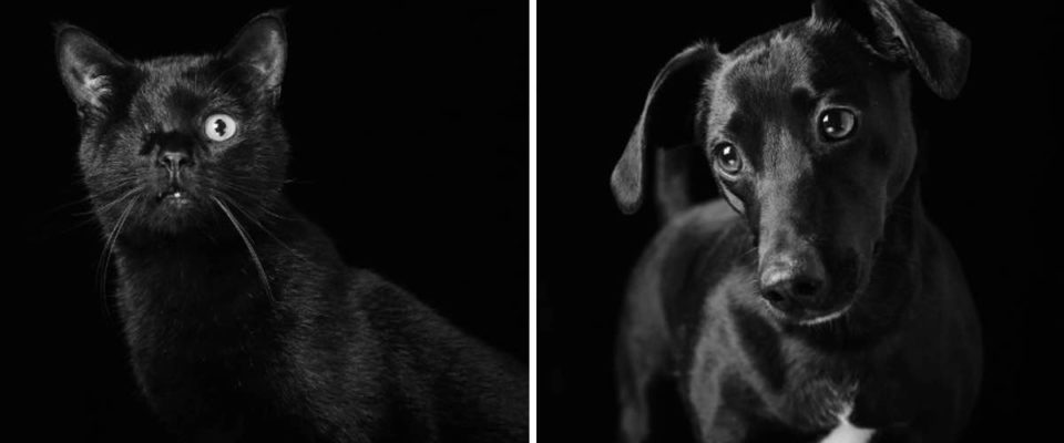 Fotógrafa faz ensaio que apoia cães e gatos pretos. São os menos adotados dos abrigos