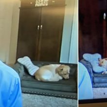 Meteorologista ao vivo na sua casa mostra o seu cachorro no sofá deitado