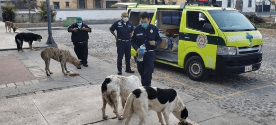 Pessoas aderiram a iniciativa de distribuir alimentos para cães de rua