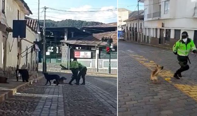 Policiais alimentam e brincam com cães de rua afetados pela quarentena