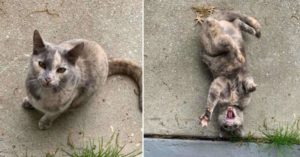 Uma mulher comprou uma casa e gatinha que morava ali veio de brinde