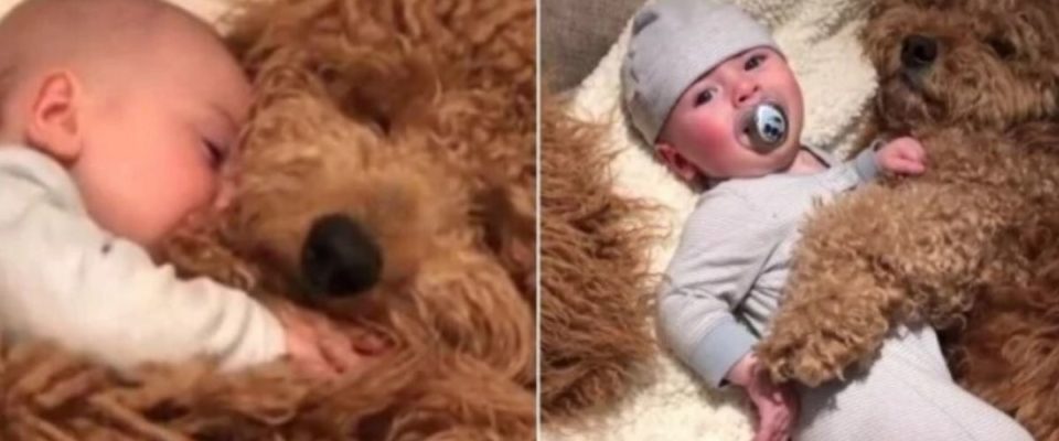 Vídeo de bebê dormindo juntinho com cão faz muito sucesso na internet
