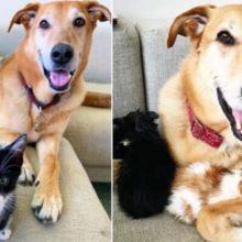 Cachorro adota gatinhos abandonados e cuida deles com muito amor e carinho