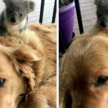 Cachorro chega em casa com um bebê coala que acabou de salvar