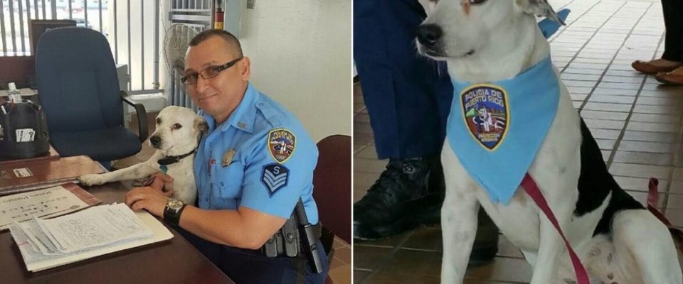 Cachorro de rua amigável entra em um departamento de polícia e é adotado