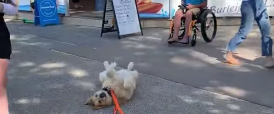 Cachorro deita no chão quando seu dono tenta ir embora do parque