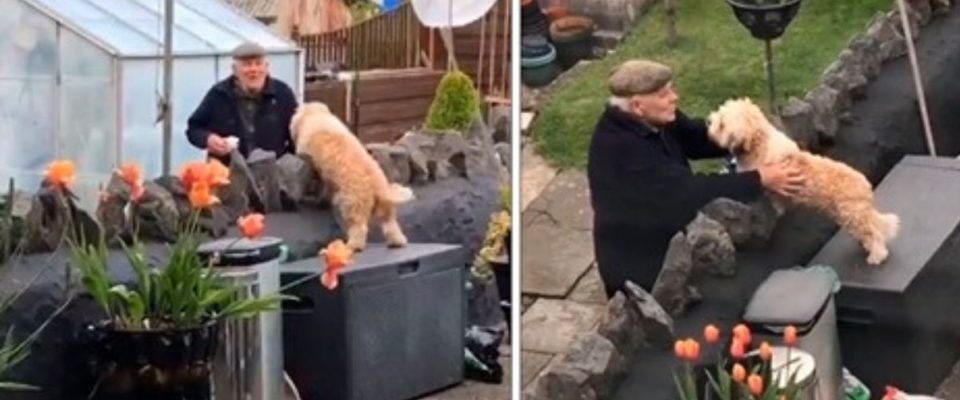 Cachorro escapa para visitar seu vizinho em isolamento social