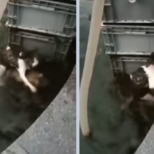Cão mostrou muita coragem e pulou na água para salvar um gato que estava se afogando