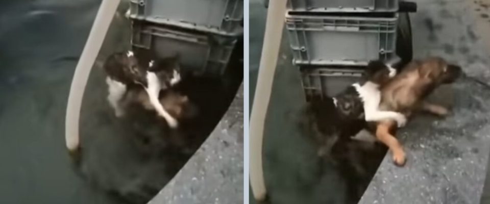 Cão mostrou muita coragem e pulou na água para salvar um gato que estava se afogando