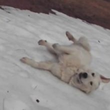 Cachorro peludo adora deslizar repetidamente em uma colina de neve