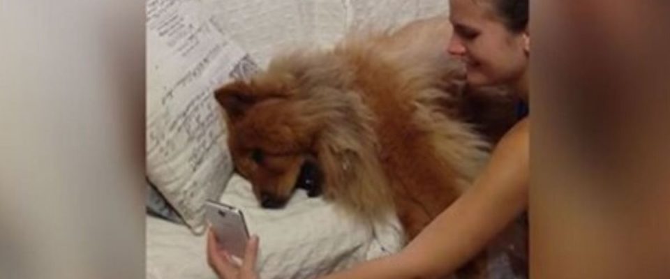 Cão chora em chamada de vídeo com sua dona, ele mostra muita saudade