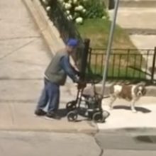 Cão espera pelo dono idoso que caminha devagar no seu passeio