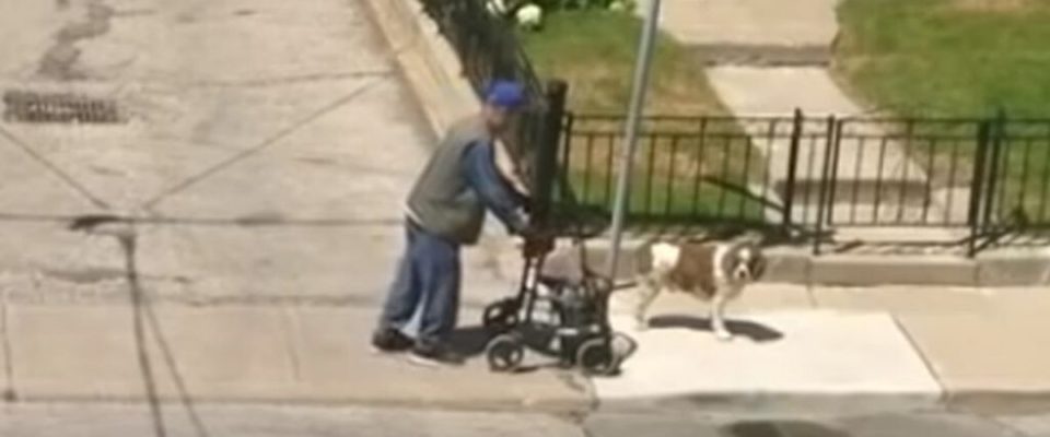 Cão espera pelo dono idoso que caminha devagar no seu passeio