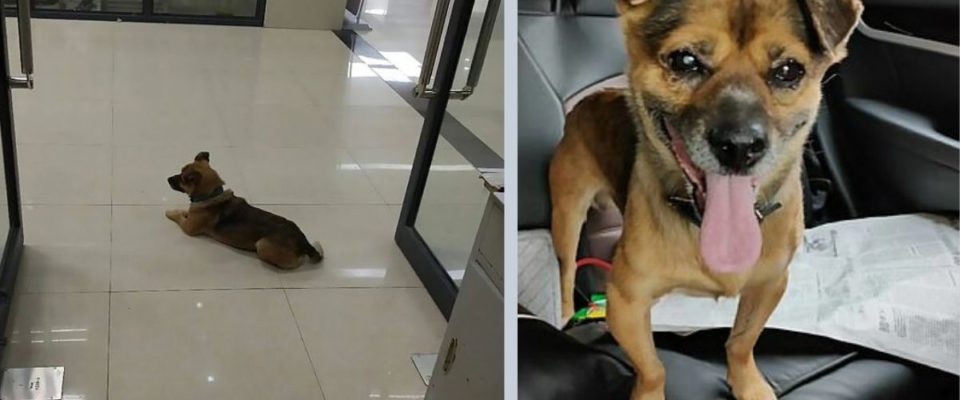 Cão leal espera em um hospital por três meses depois que seu dono morreu