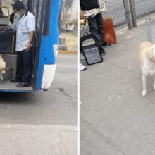 Cão perdido entra no ônibus todos os dias esperando reencontrar seu dono