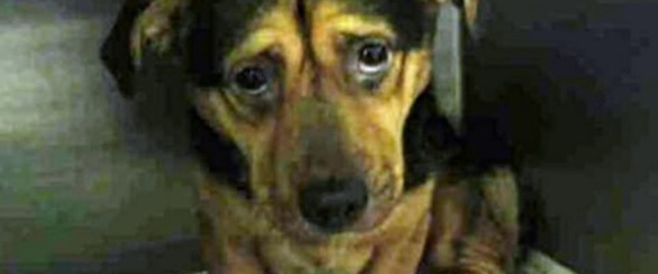 Casal viu uma foto de um cão triste e foram adotar ele imediatamente