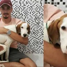 Estudante de veterinária que salvou cão de parada cardíaca adota ele