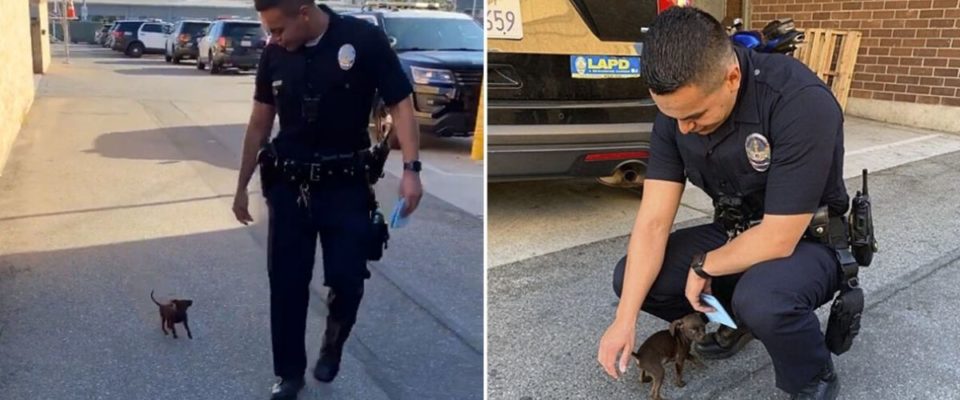 Cãozinho abandonado nas ruas persegue policiais por ajuda