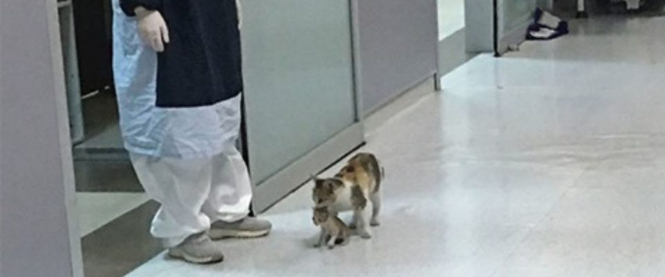 Gatinha leva seu filhote doente até o hospital e espera ser atendida