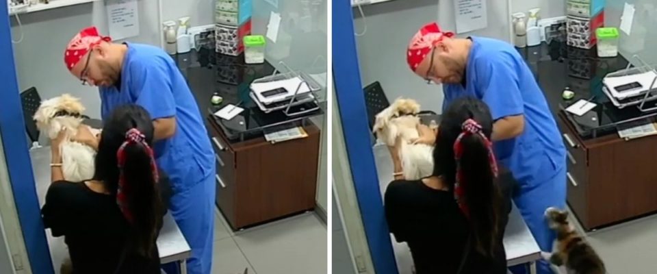 Gato defende cão quando veterinário foi dar vacina. Ao ouvir-lo chorar