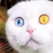 Gato deslumbrante chamado Joseph tem dois olhos de cores diferentes