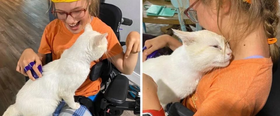 Gato pulou no colo de uma menina de cadeira de rodas e escolheu sua dona