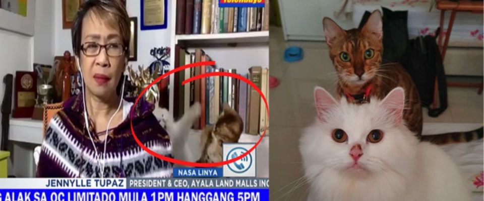 Gatos de estimação roubam a cena em transmissão ao vivo e vídeo faz sucesso