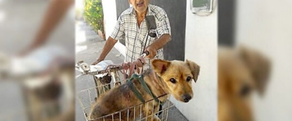 Idoso de 90 anos usa bicicleta para transportar seu cão com artrite até o veterinário