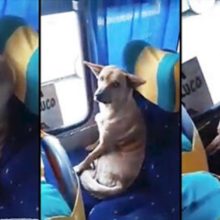 Motorista deixa cão de rua entrar no ônibus e ele se comporta como um passageiro