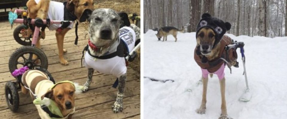 Mulher adota 6 cães com necessidades especiais e muda a vida deles