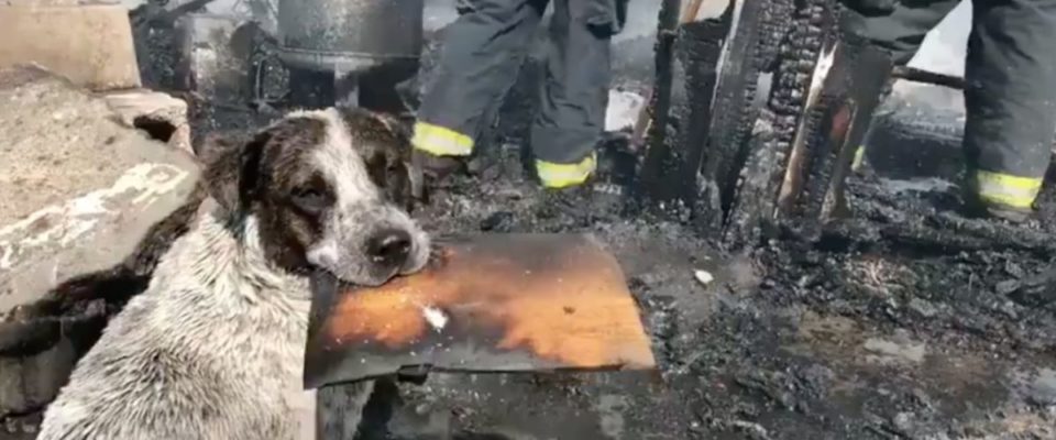 O choro de coração de um cachorro depois que um incêndio destruiu sua casa