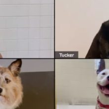 Pedigree ajuda cães e gatos a serem adotados através de reuniões virtuais