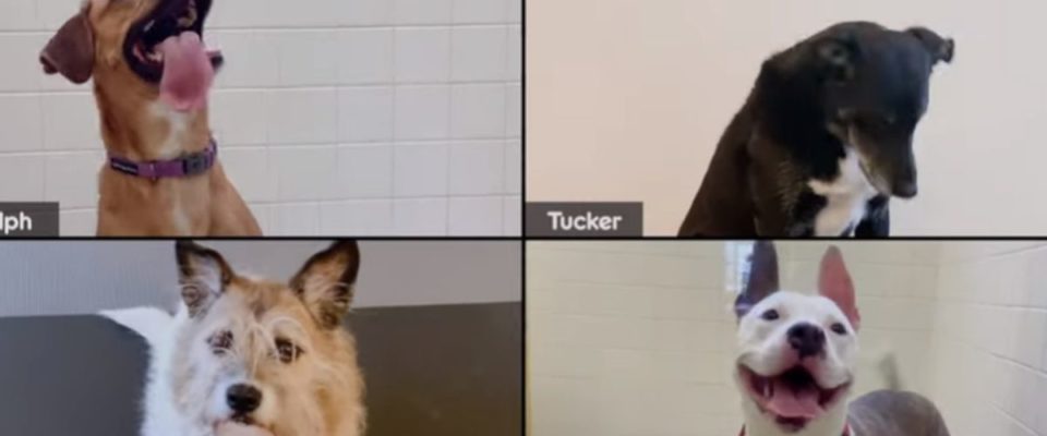 Pedigree ajuda cães e gatos a serem adotados através de reuniões virtuais