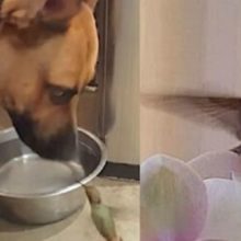 Um bejia-flor se recusa a sair do lado do cão que salvou a sua vida