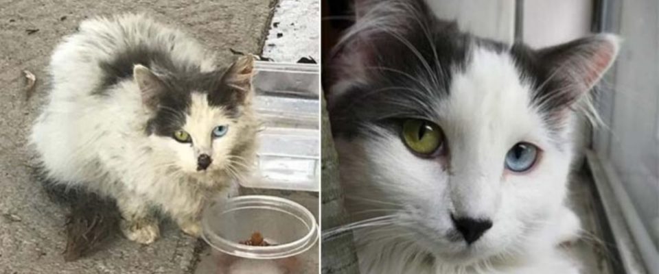 Um casal resgatou uma gatinha de rua de olhos lindos e ela se transformou