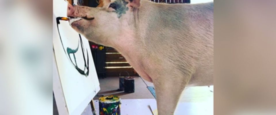 Uma porquinha resgatada pinta quadros que valem até R$ 15 mil
