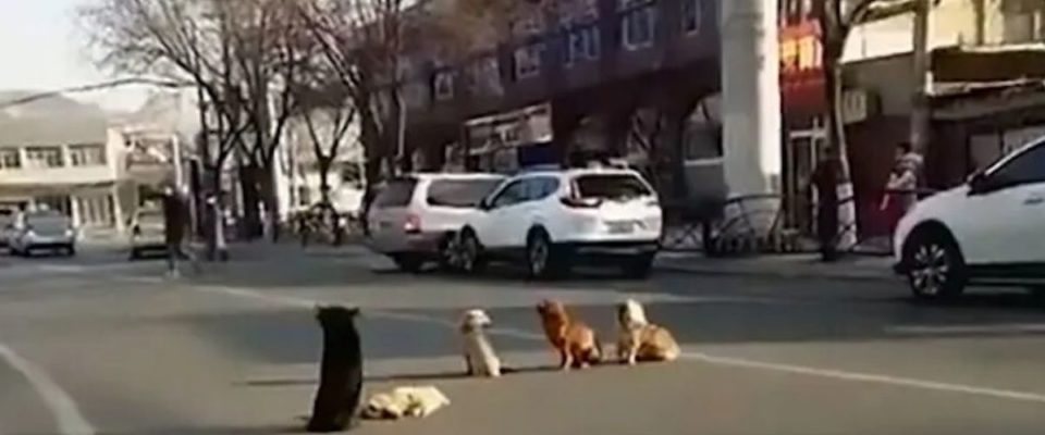 4 cães bloqueiam o tráfego e os motoristas percebem que estão protegendo seu amigo atropelado