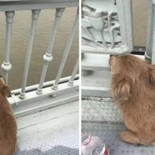 Cachorro espera seu dono em uma ponte depois que ele se suicidou pulando no rio